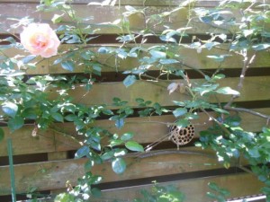 バラに蚊取り線香_001