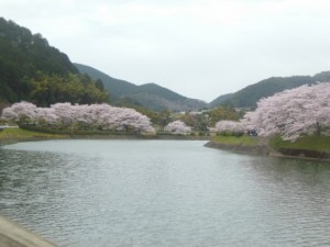 宇和川沿いの桜_001