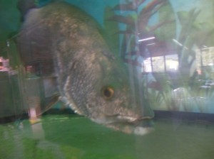 アカメDSCN6209_001