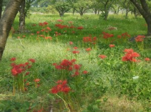 曼珠沙華DSCN6502_001