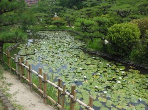 道後公園のハスDSCN5664_001