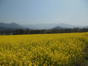 菜の花まつり_001