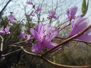 ミツバツツジ_001