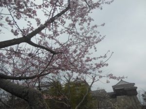 本丸の桜_001
