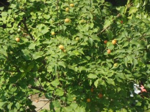 ヤマボウシDSCN6236_001