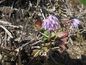 ショウジョウバカマ_001