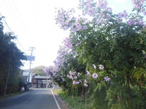 皇帝ダリアDSCN7003_001