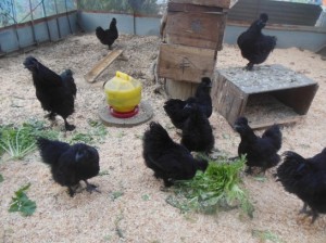 烏骨鶏DSCN7332_001