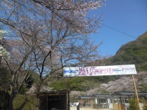 奥道後の湯桜まつり_001