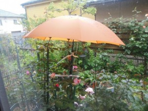 バラに傘_001