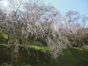 西法寺のしだれ桜_001