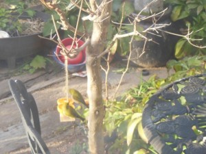 メジロのブランコ_001