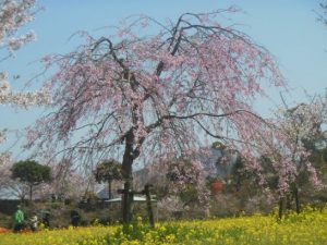 枝垂桜_001