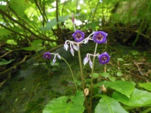 イワタバコDSCN6138_001