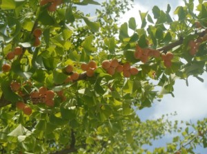 鈴なりの銀杏DSCN6378_001