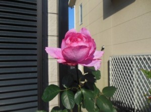 バラ　１DSCN6756_001