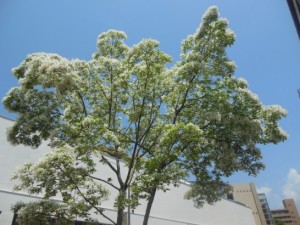 ナンジャモンジャ_001