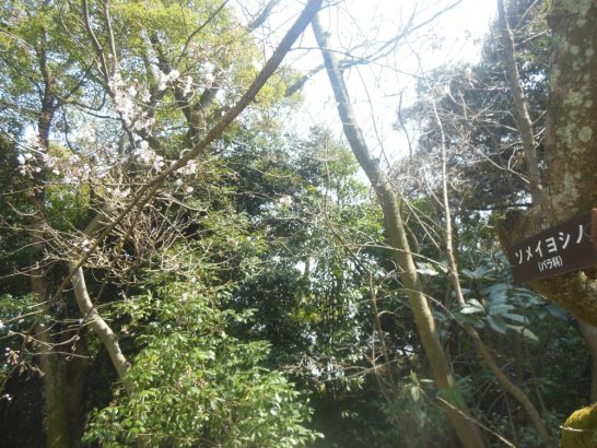 松山城ソメイヨシノ_001