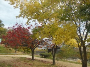 石手川公園DSCN6966_001