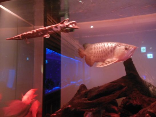 熱帯魚　１_001
