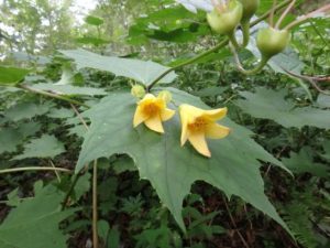 キレンゲショウマ２_001