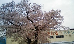 五香駅の桜３201604031058