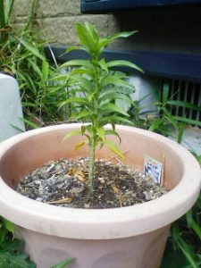 新樹球根（シベリア）（20170528ー1157）